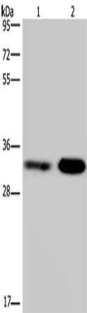 CDK5 Antibody