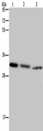 CDK5 Antibody