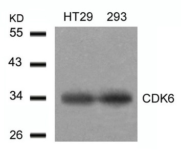 CDK6 Antibody