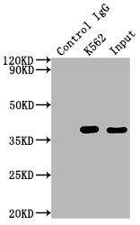 CDK6 Antibody