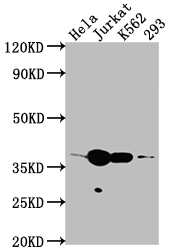 CDK6 Antibody