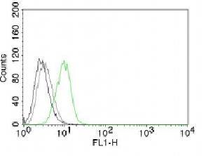 CDKN1B Antibody