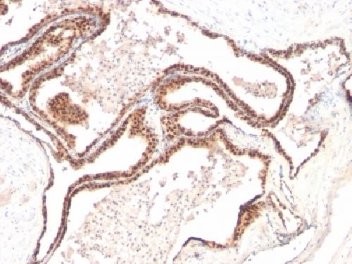 CDKN1B Antibody