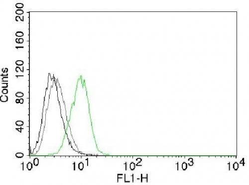 CDKN1B Antibody
