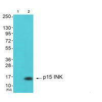 CDKN2B Antibody