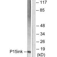 CDKN2B Antibody