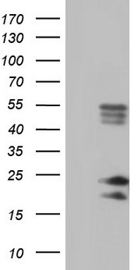 CDX1 Antibody