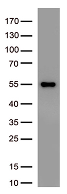 CDX1 Antibody