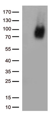 CDX1 Antibody