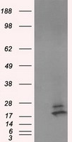 CDX2 Antibody