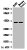 CDX2 Antibody