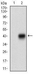 CDX2 Antibody