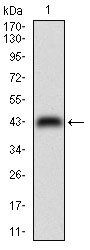 CDX2 Antibody
