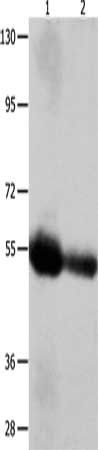 CEACAM1 Antibody