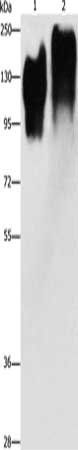 CEACAM5 Antibody