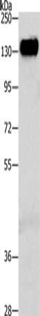 CEACAM5 Antibody