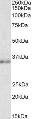 CEBPB (aa68-81) Antibody