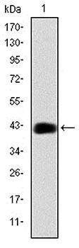 CEBPB Antibody