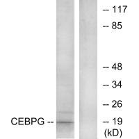 CEBPG Antibody