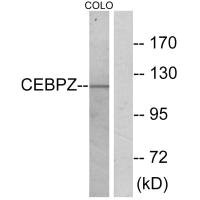 CEBPZ Antibody