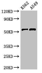 CELF2 Antibody