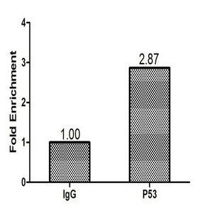 TP53 Antibody