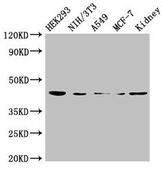 TP53 Antibody