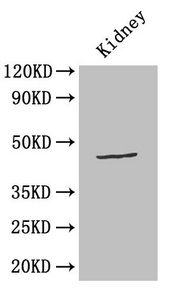 TP53 Antibody