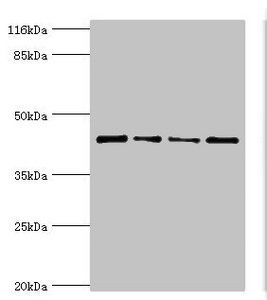 TP53 Antibody