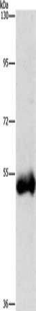 CTSC Antibody