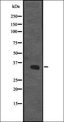 CENPO Antibody