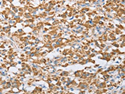 CENPO Antibody