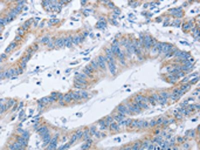 CENPO Antibody