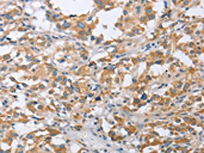 CENPO Antibody