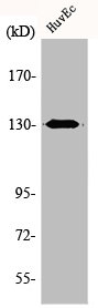 CEP131 Antibody