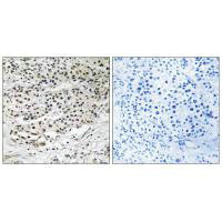 CEP131 Antibody