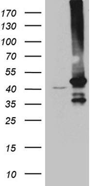 CEP72 Antibody