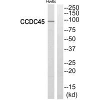 CEP95 Antibody