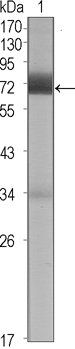 CER1 Antibody