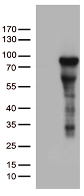 CERS2 Antibody