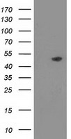 CFAP298 Antibody