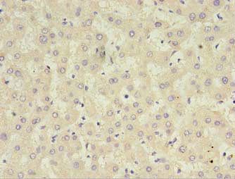CFHR2 Antibody