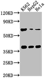 CFHR5 Antibody