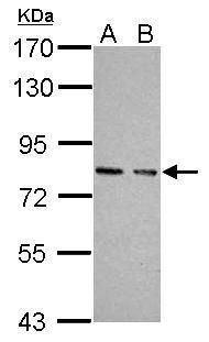 protein kinase N2 Antibody