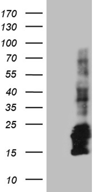 CHCHD10 Antibody