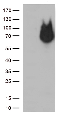 CHCHD10 Antibody