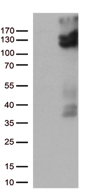 CHCHD10 Antibody