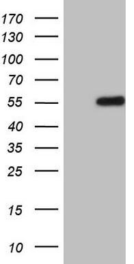 CHCHD3 Antibody