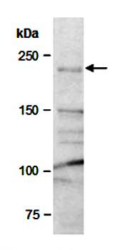 CHD3 (N) Antibody, Rabbit Polyclonal