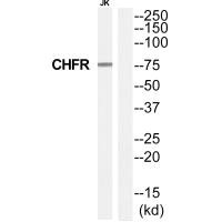 CHFR Antibody